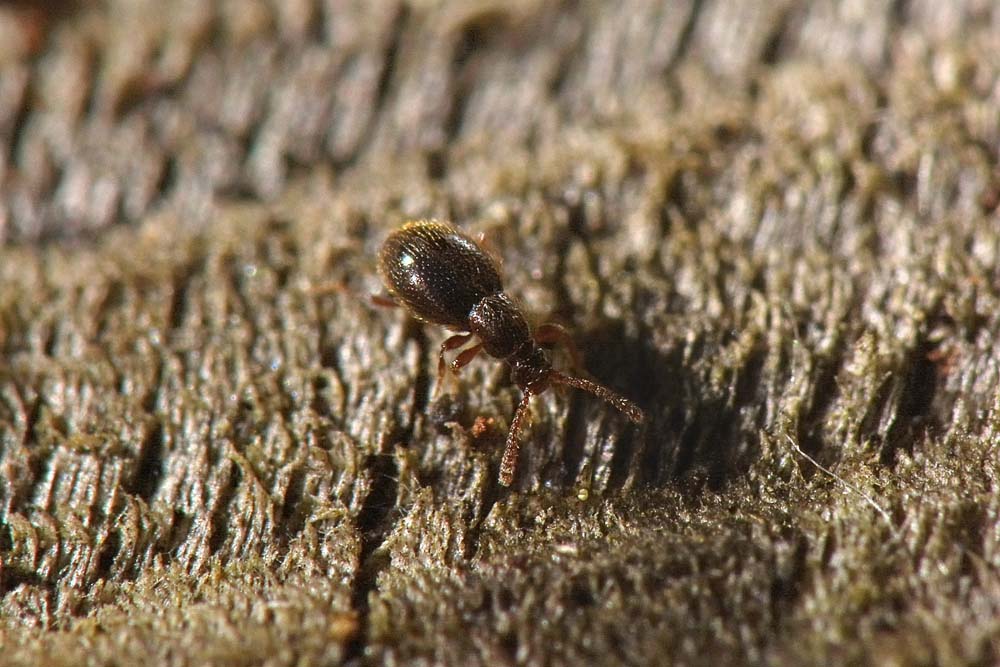 Minuscolo Scydmaenidae